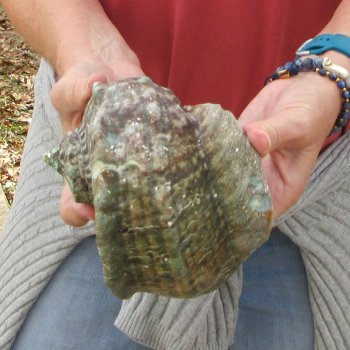 6 inch Turbo Marmoratus