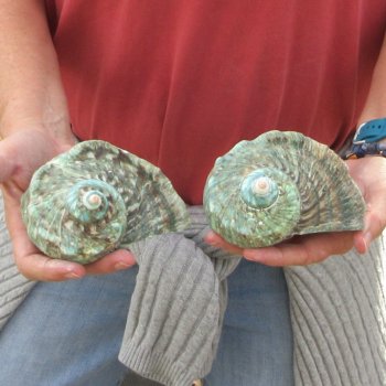 Two piece 4 inch Turbo Marmoratus 