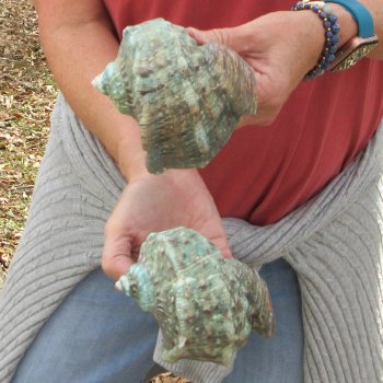 Two piece 4 inch Turbo Marmoratus 