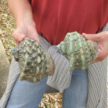 Two piece 4 inch Turbo Marmoratus 