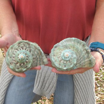 Two piece 4 inch Turbo Marmoratus 