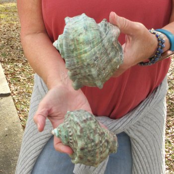 Two piece 4 inch Turbo Marmoratus 