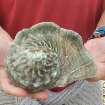 6 inch Turbo Marmoratus