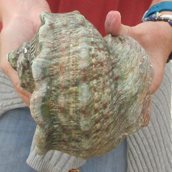 6 inch Turbo Marmoratus