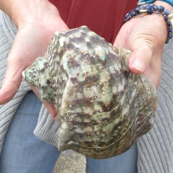 6 inch Turbo Marmoratus