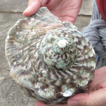 6 inch Turbo Marmoratus