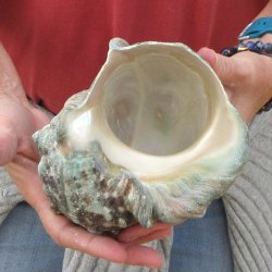 5 inch Turbo Marmor...