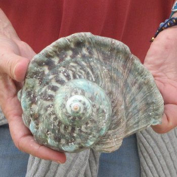 5 inch Turbo Marmoratus