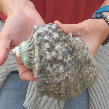 5 inch Turbo Marmoratus