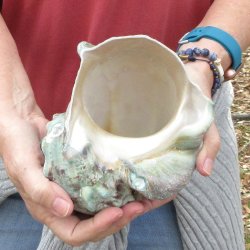 6 inch Turbo Marmor...