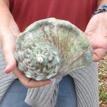 6 inch Turbo Marmoratus