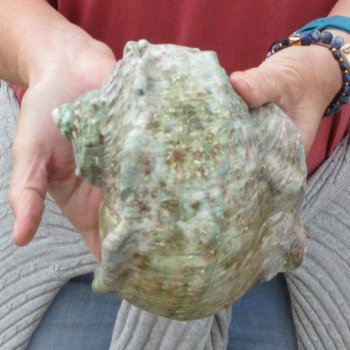 6 inch Turbo Marmoratus