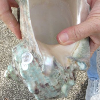 6 inch Turbo Marmoratus