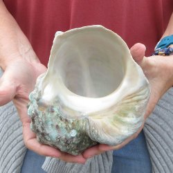 6 inch Turbo Marmor...