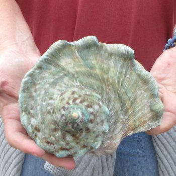 6 inch Turbo Marmoratus