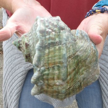 6 inch Turbo Marmoratus