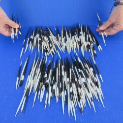 Two Hundred and Fifty Semi-Cleaned Thick African Porcupine Quills 5" to 6"