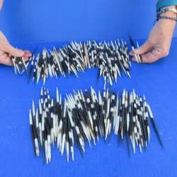 Two Hundred and Forty Three Semi-Cleaned Thick African Porcupine Quills 5" to 6"