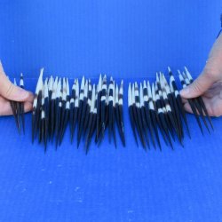 Fifty Thick African Porcupine Quills 6-1/2" to 7-1/2"