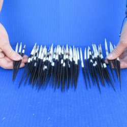 Fifty Thick African Porcupine Quills 6-1/2" to 7-1/2"