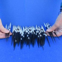 Fifty Thick African Porcupine Quills 6-1/2" to 7-1/2"