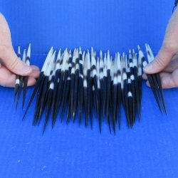 Fifty Thick African Porcupine Quills 7" to 8"