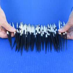 Fifty Thick African Porcupine Quills 6-1/2" to 7-1/2"