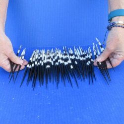 Fifty Thick African Porcupine Quills 7" to 8"