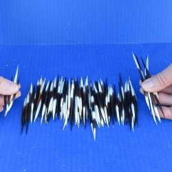 One Hundred Small African Porcupine Quills 3" to 5"