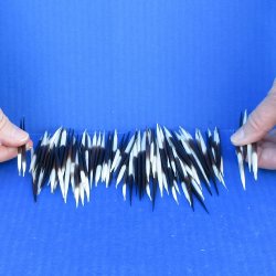 One Hundred Small African Porcupine Quills 3" to 5"