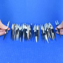 Fifty Semi-Cleaned Thick African Porcupine Quills 5" to 6"
