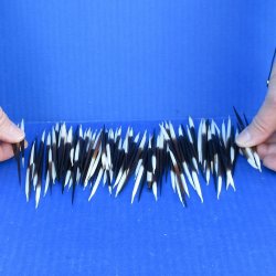 One Hundred Small African Porcupine Quills 3" to 5"