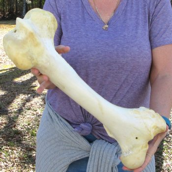 19" Giraffe Femur Leg Bone 