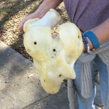 19" Giraffe Femur Leg Bone 