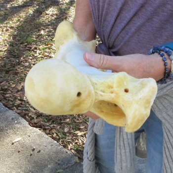 19" Giraffe Femur Leg Bone 