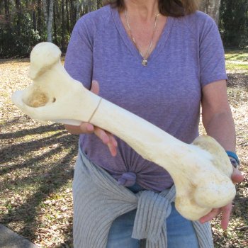 21" Giraffe Femur Leg Bone 