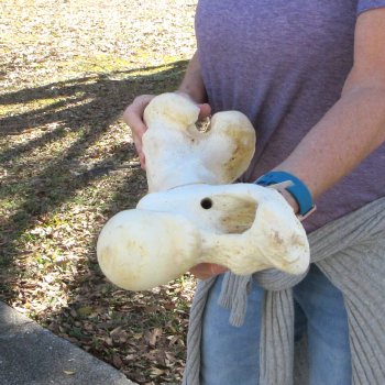 21" Giraffe Femur Leg Bone 
