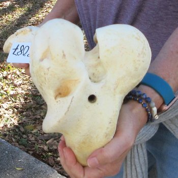 21" Giraffe Femur Leg Bone 