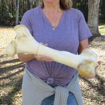 21" Giraffe Femur Leg Bone 