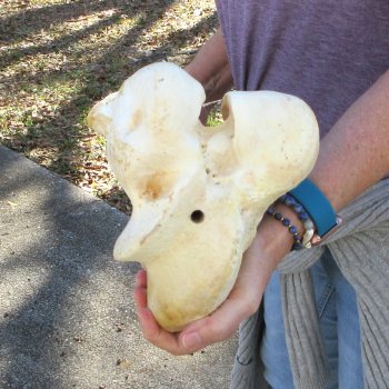 21" Giraffe Femur Leg Bone 