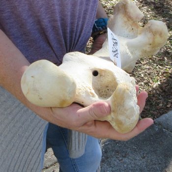 21" Giraffe Femur Leg Bone 