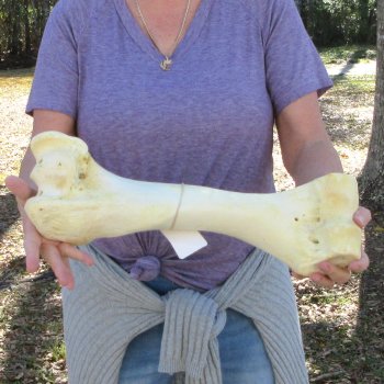 18" Giraffe Humerus Leg Bone 