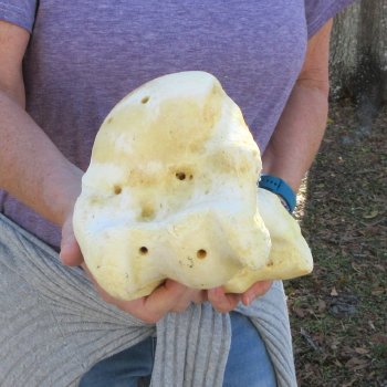 18" Giraffe Humerus Leg Bone 