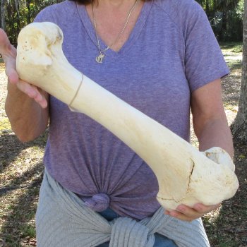 19" Giraffe Humerus Leg Bone 