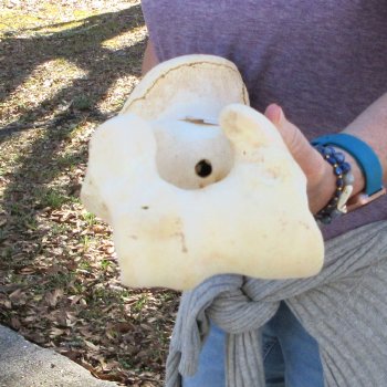 19" Giraffe Humerus Leg Bone 