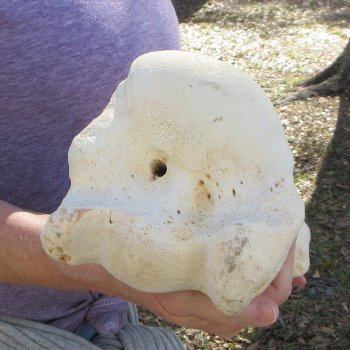 19" Giraffe Humerus Leg Bone 