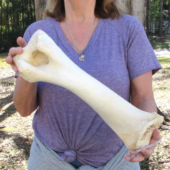 18" Giraffe Humerus Leg Bone 