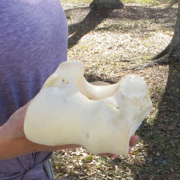 18" Giraffe Humerus Leg Bone 