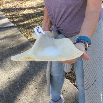 26 Inch Giraffe Shoulder Blade 