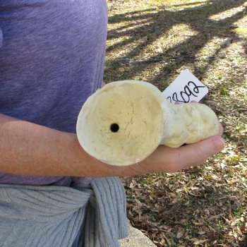 26 Inch Giraffe Shoulder Blade 